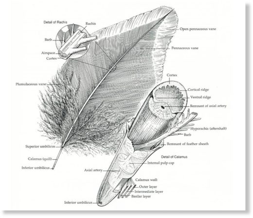 Click to enlarge evolution of feather