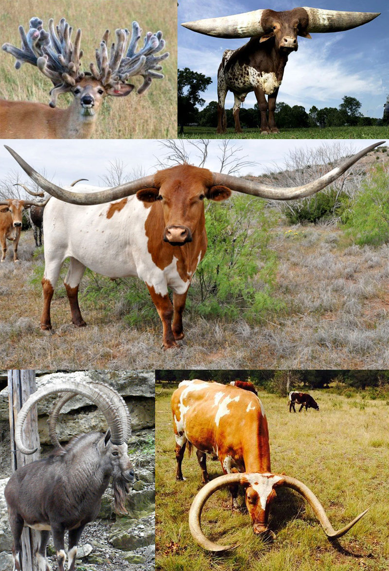 Antlers and horns