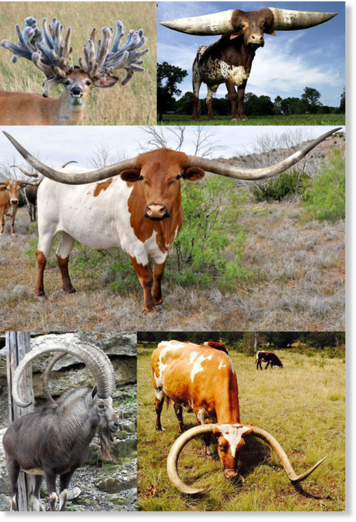 Click to enlarge Antlers and horns