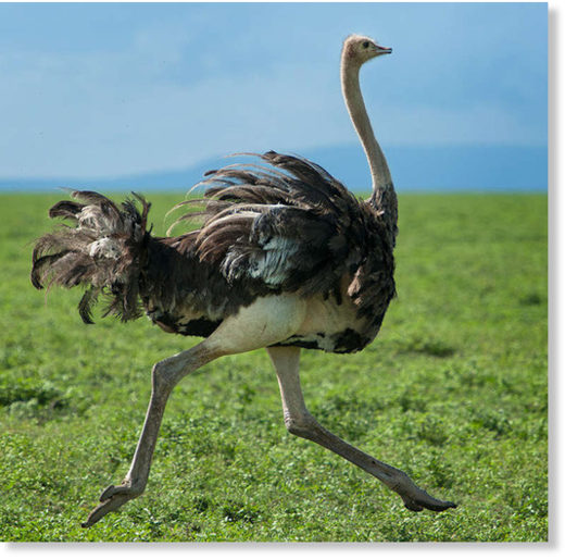 Ostrich Dawkins
