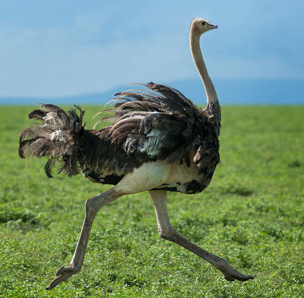 Ostrich Dawkins