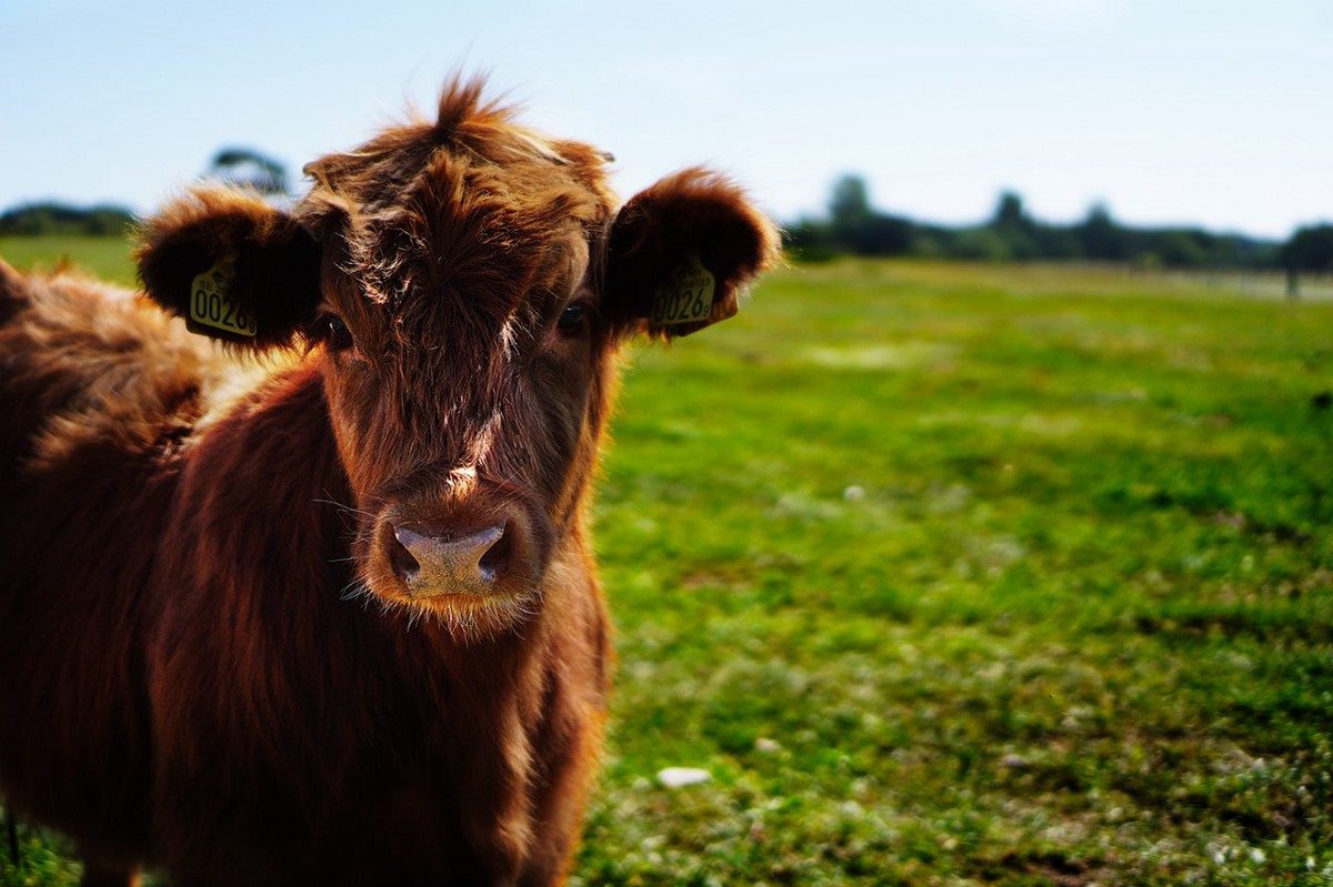 cow field agriculture