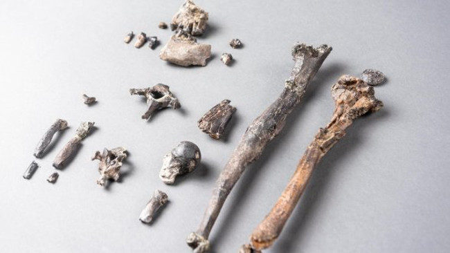 Fossil Ape Bones