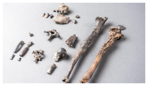 Fossil Ape Bones