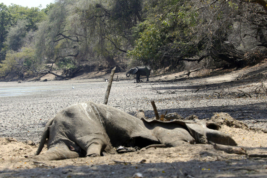 dead elephant