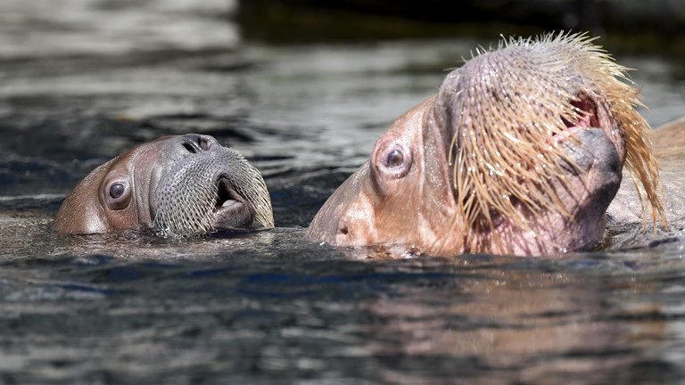 walrus