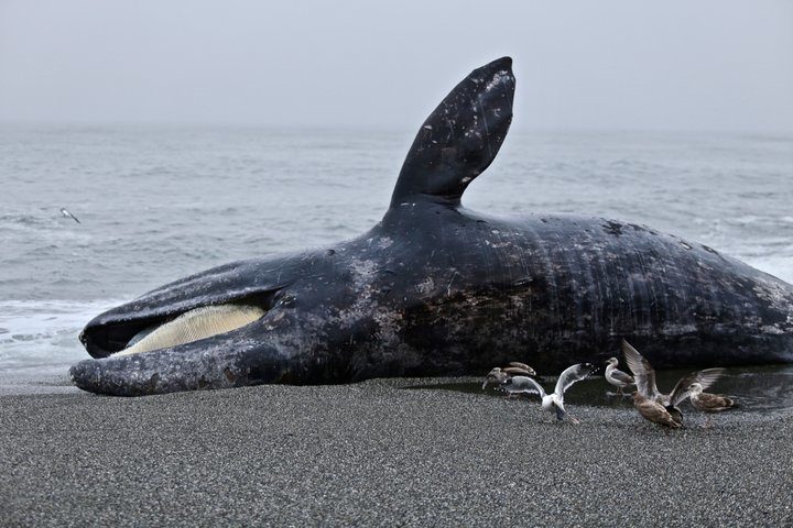 dead whale