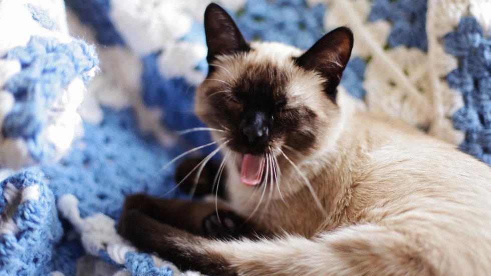 Siamese cat