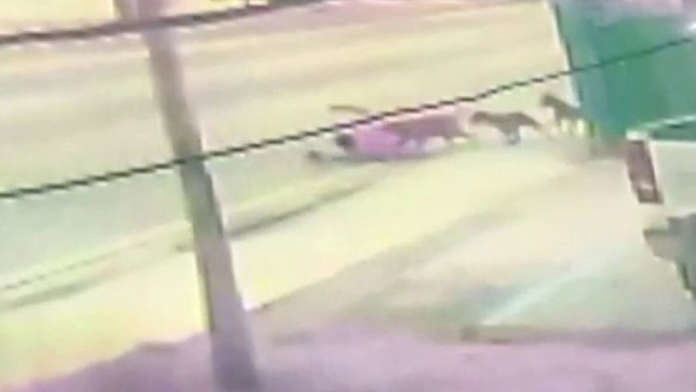 dog attack