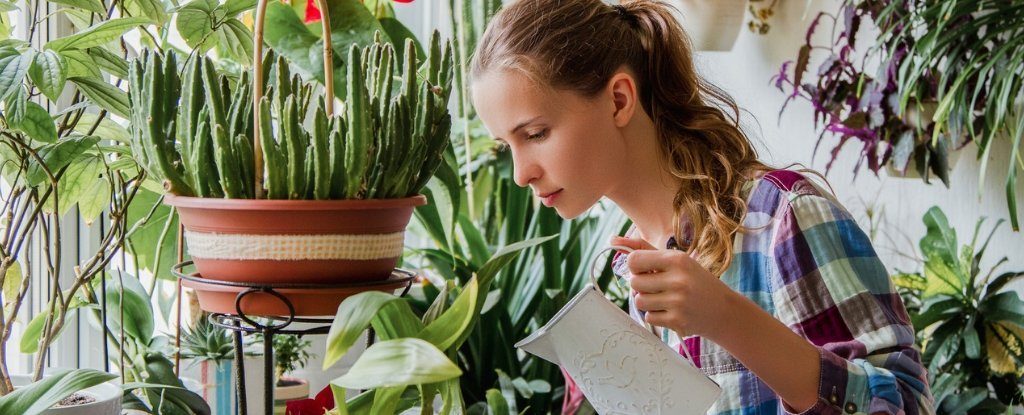 Click to enlarge house plants