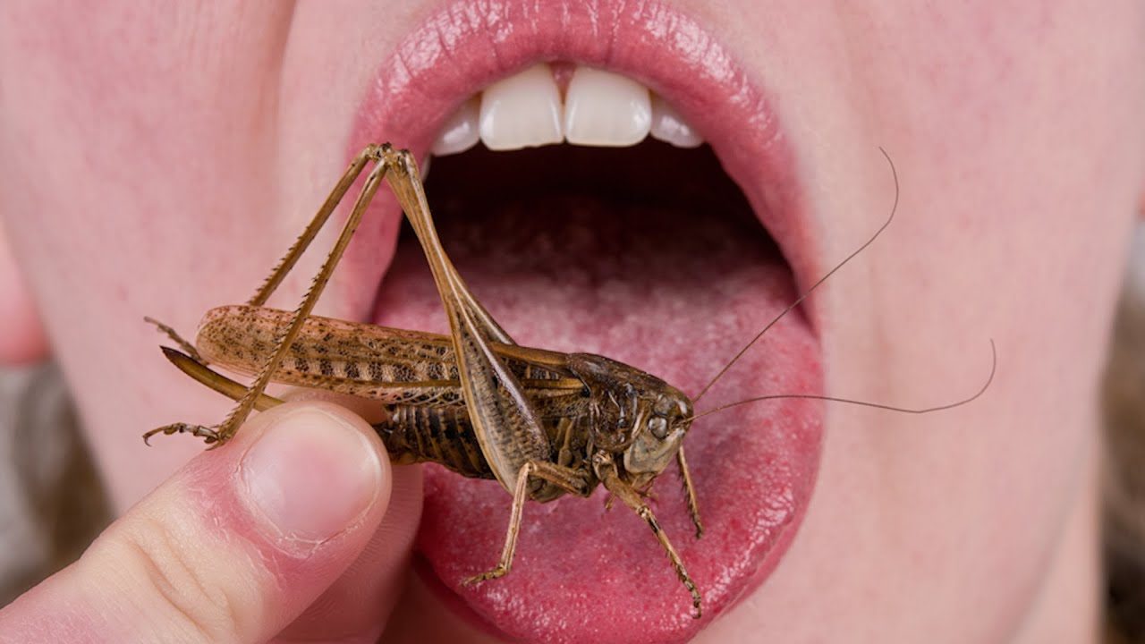 eating bugs