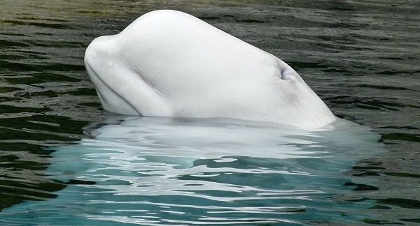 Click to enlarge Beluga whale