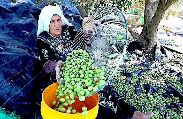 Palestinian woman olives