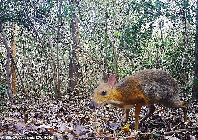 Click to enlarge mouse deer Chevrotin