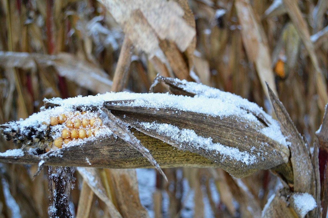 Frosted corn crop losses