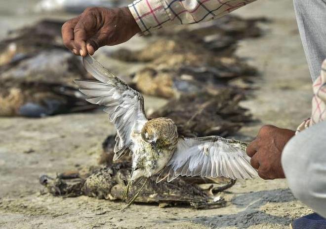 Click to enlarge A worker picks up a dead bird as others lying