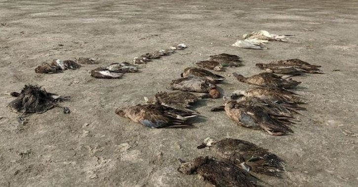 Click to enlarge migratory birds die mysteriously