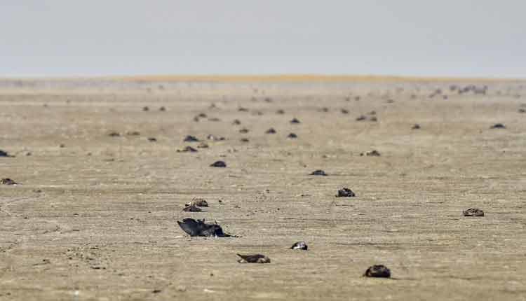 Click to enlarge DEAD BIRDS