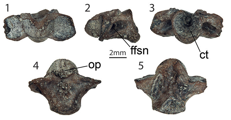 Click to enlarge Fossilized snake bones