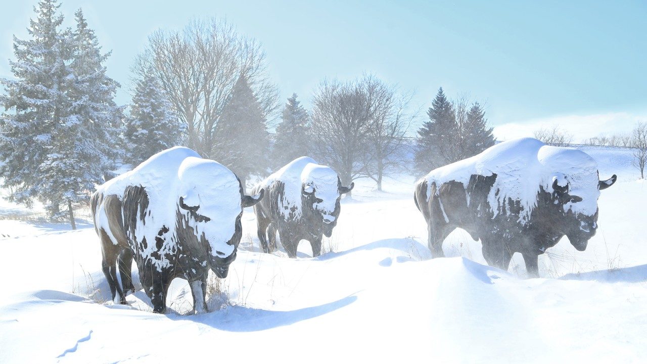 SNOW ON BUFFALO