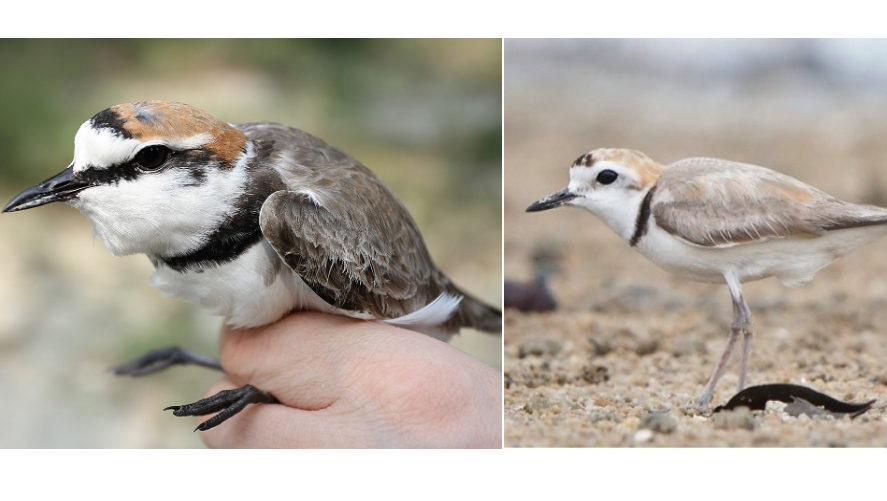 plover bird different genes look identical