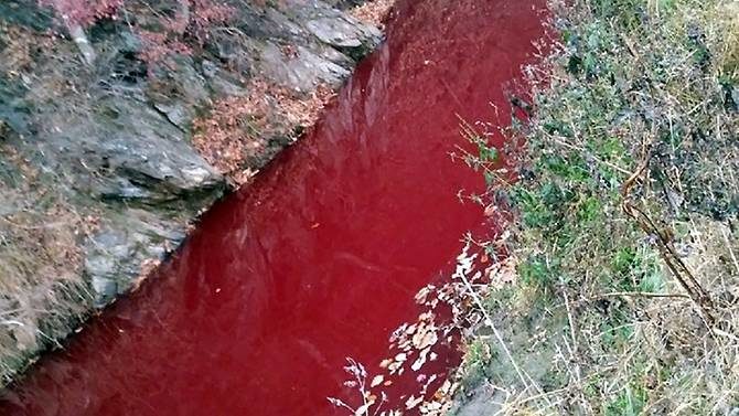 pig slaughter South Korea