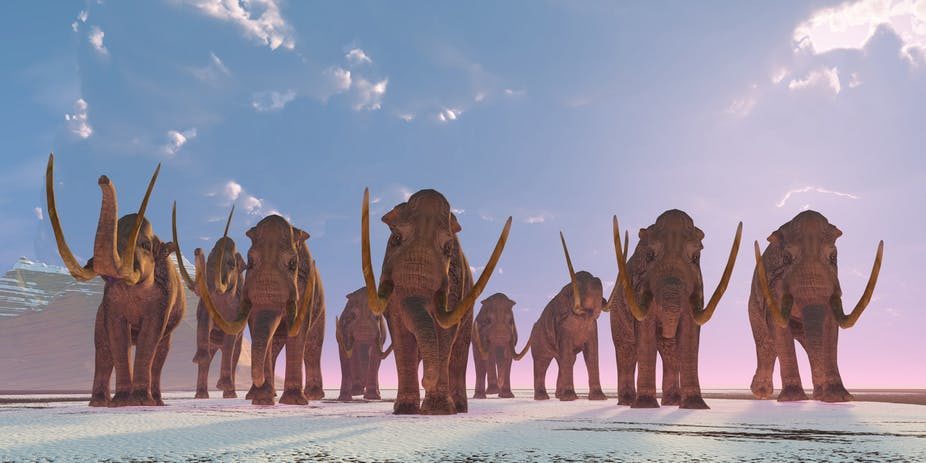 Click to enlarge mammoth