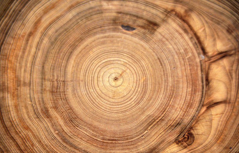 Click to enlarge bald cypress