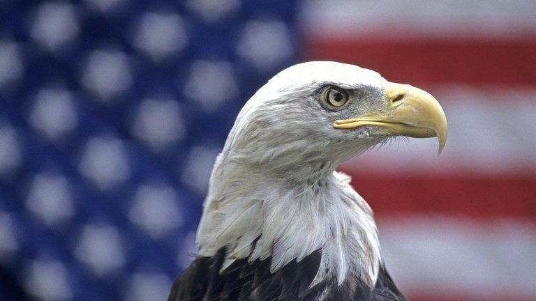 Click to enlarge bald eagle