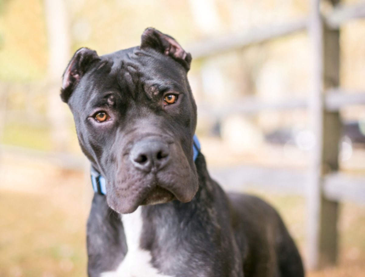 Black and white dog