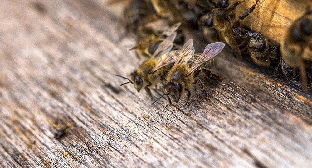 bees