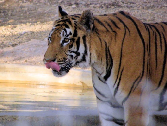 Rare Tiger