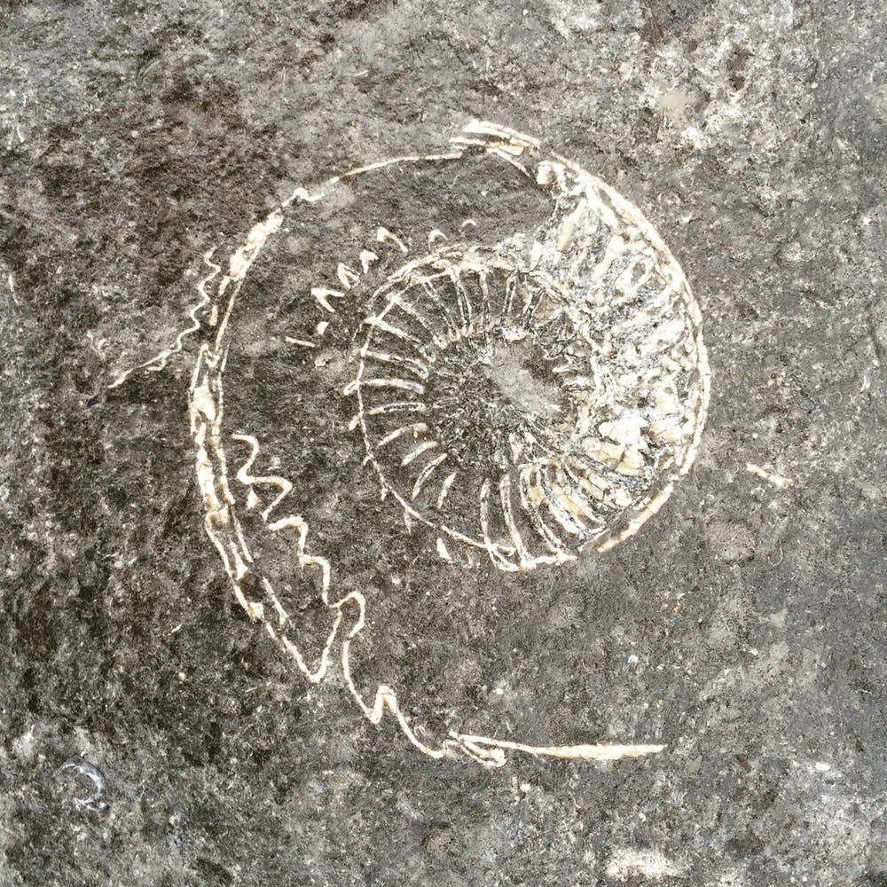 An ammonite fossil
