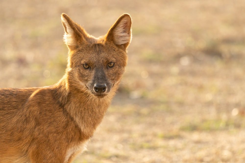 Endangered Indian wild dog