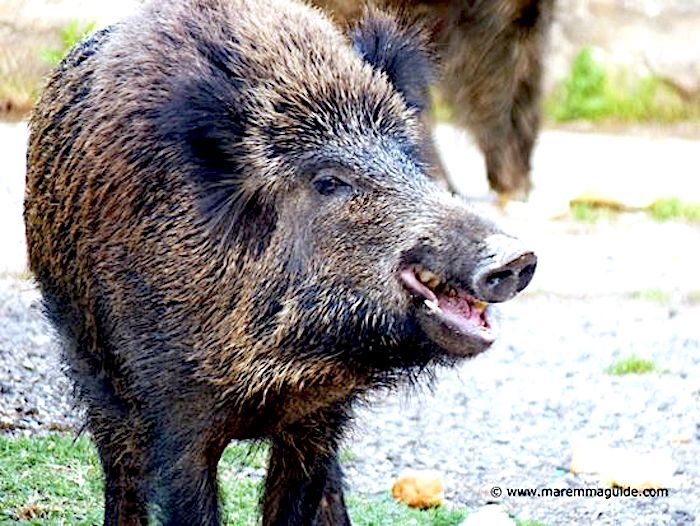 wild boar