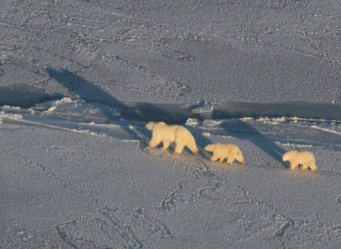 Polar bear family on the ice off Churchill Manitoba (taken from a helicopter), courtesy Explore.org