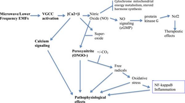emf damage flow chart