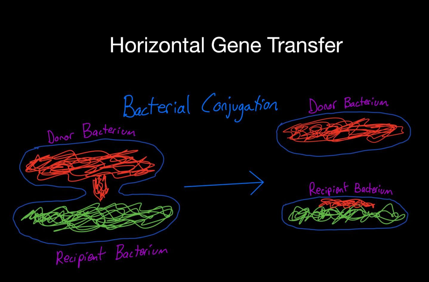 horizontal gene transfer