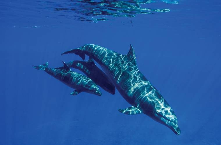 dolphin adoption