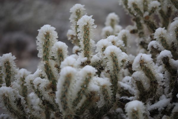 Click to enlarge snow