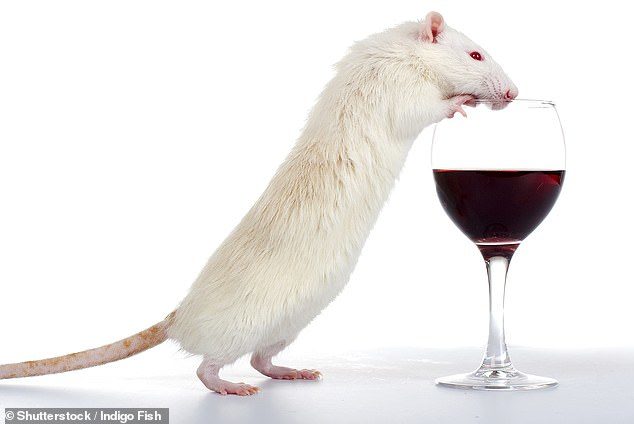 Click to enlarge mouse alcohol