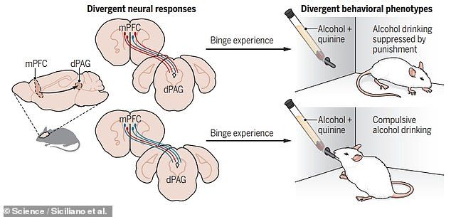 Click to enlarge drinking pathways
