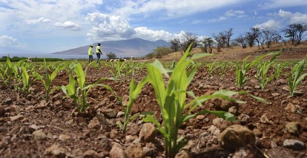 Click to enlarge corn sprouts in a field