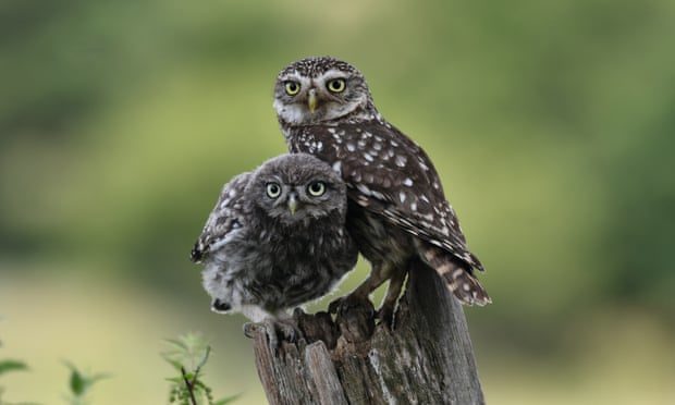 Click to enlarge Owls