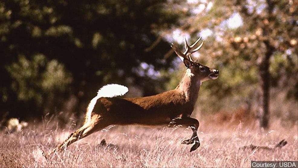 mule deer
