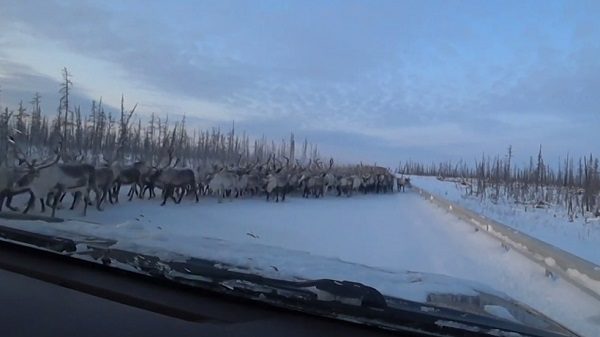 Deer