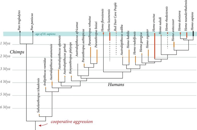 Click to enlarge evolution
