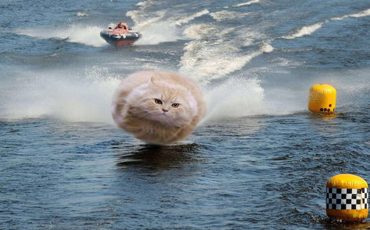 Click to enlarge Fast running cat