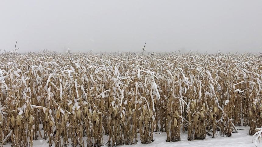 Corn in Nelson County, N.D., in November 2019