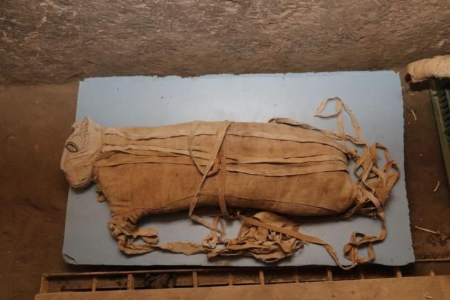 Click to enlarge cat mummie
